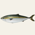 鮮魚・お刺身