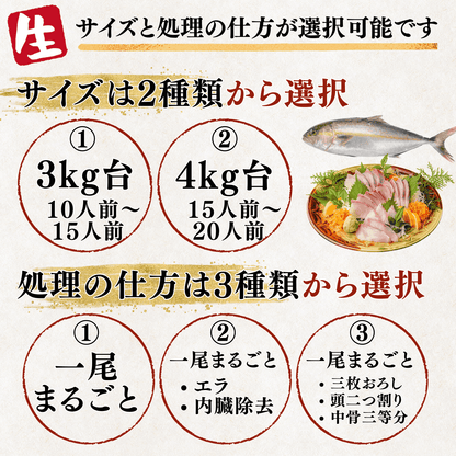 カンパチ ＜一本　量：3～4kg＞