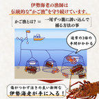 活き 伊勢海老 ＜匹数：1~3尾　量：150〜2100g　目安：1~4.5人前＞