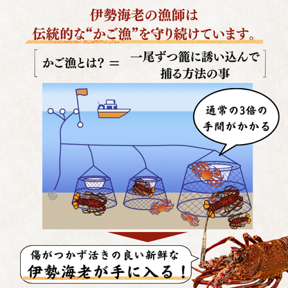 活き 伊勢海老 ＜匹数：1~3尾　量：150〜2100g　目安：1~4.5人前＞