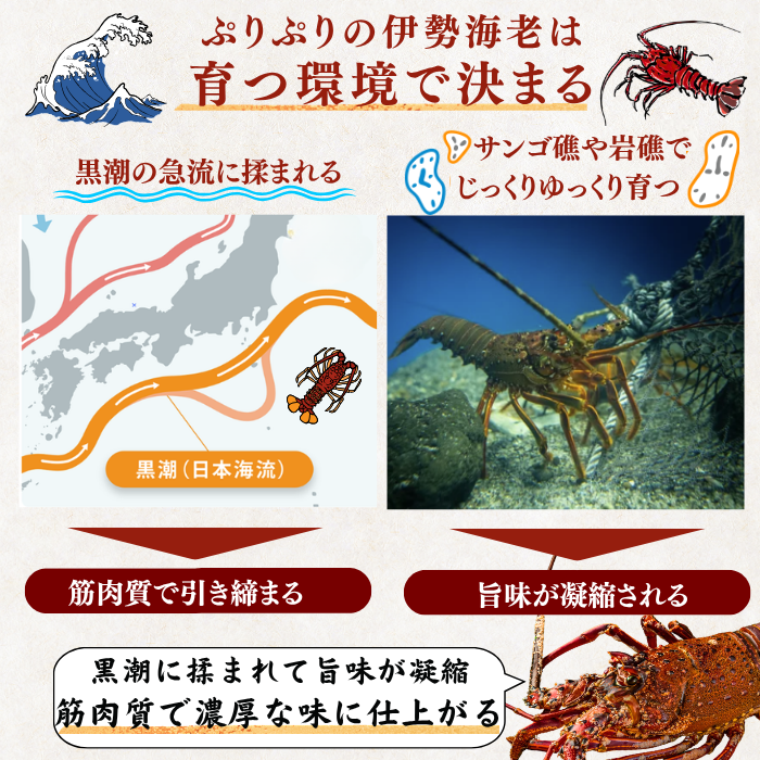 訳あり 冷凍 伊勢海老 ＜匹数：1~3尾　量：300g〜2100g　目安：1~4.5人前＞