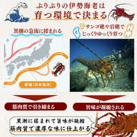 訳あり 冷凍 伊勢海老 ＜匹数：1~3尾　量：300g〜2100g　目安：1~4.5人前＞