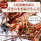 活き 伊勢海老 ＜匹数：1~3尾　量：150〜2100g　目安：1~4.5人前＞