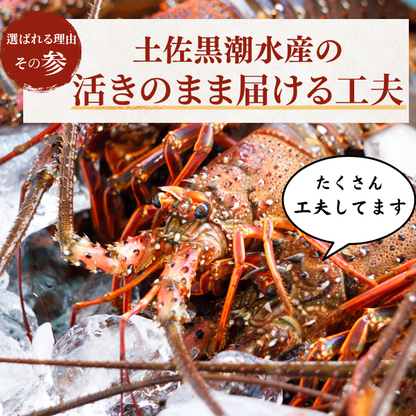 活き 伊勢海老 ＜匹数：1~3尾　量：150〜2100g　目安：1~4.5人前＞