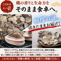 【BBQセット/貝づくし】ハマグリ/サザエ/あわび