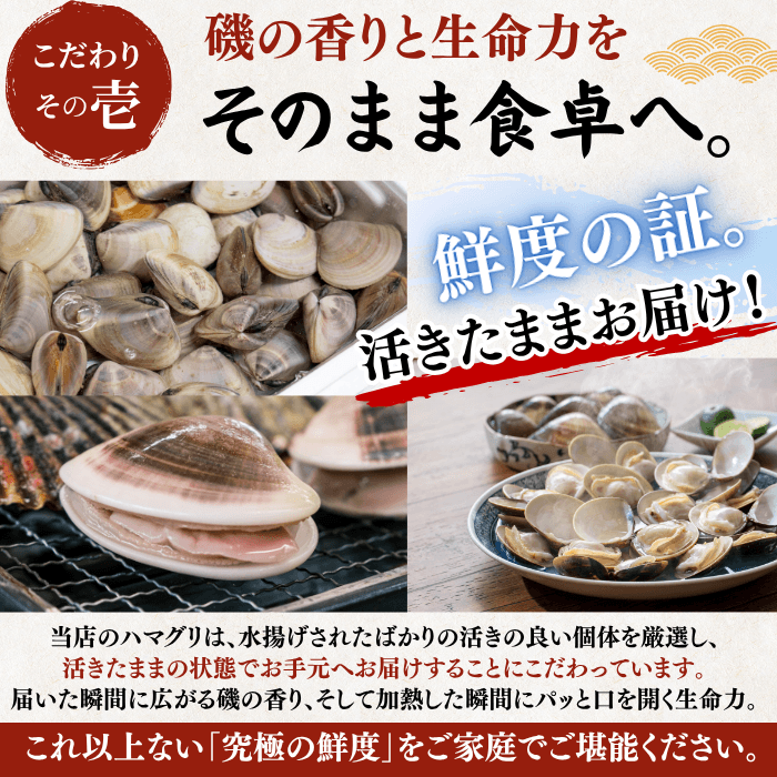 【BBQセット/貝づくし】ハマグリ/サザエ/あわび