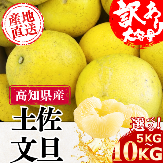 【訳アリ】露地土佐文旦 ＜量：10kg＞