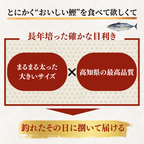 Straw-grilled Bonito Tataki - Raw <Serves 1-8: 250-1500g, 0.5-3 whole loins>