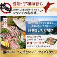【お刺身セット5種】生カツオのタタキ(1節 or 半節)+ブリ/タイ/シマアジ/ヒラメ(各柵150g)