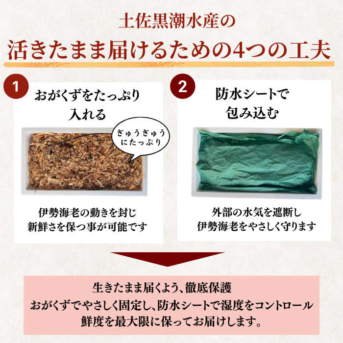 活き 伊勢海老 ＜匹数：1~3尾　量：150〜2100g　目安：1~4.5人前＞