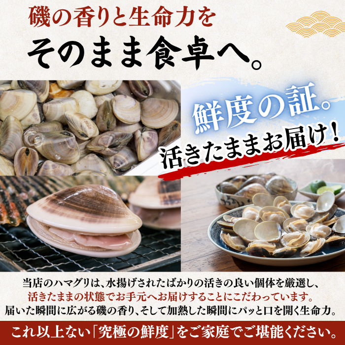 ハマグリ 磯の香りと生命力をそのまま食卓へ 活きたままお届け