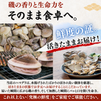 ハマグリ 磯の香りと生命力をそのまま食卓へ 活きたままお届け