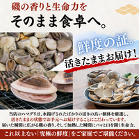 ハマグリ 磯の香りと生命力をそのまま食卓へ 活きたままお届け