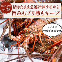 訳あり 冷凍 伊勢海老 ＜匹数：1~3尾　量：300g〜2100g　目安：1~4.5人前＞