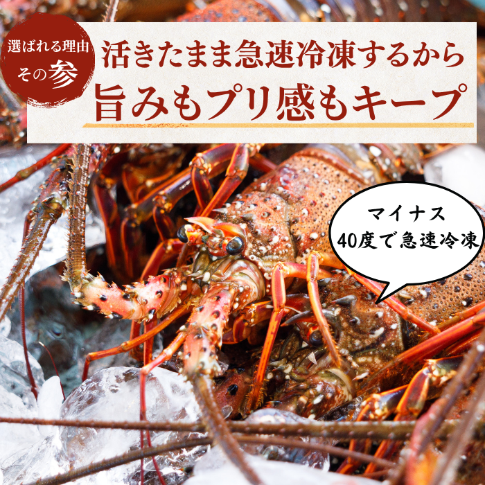 訳あり 冷凍 伊勢海老 ＜匹数：1~3尾　量：300g〜2100g　目安：1~4.5人前＞