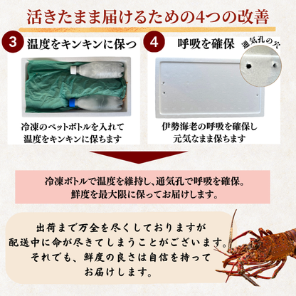 活き 伊勢海老 ＜匹数：1~3尾　量：150〜2100g　目安：1~4.5人前＞
