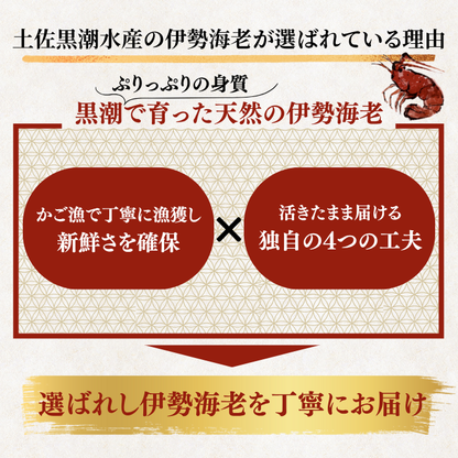 活き 伊勢海老 ＜匹数：1~3尾　量：150〜2100g　目安：1~4.5人前＞