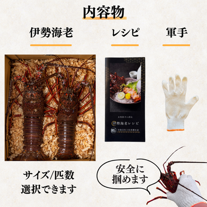 活き 伊勢海老 ＜匹数：1~3尾　量：150〜2100g　目安：1~4.5人前＞
