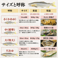 天然アユ サイズと呼称の表 小あゆ 中 大 尺あゆ 用途別