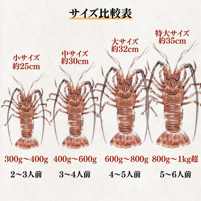 活き 伊勢海老 ＜匹数：1~3尾　量：150〜2100g　目安：1~4.5人前＞