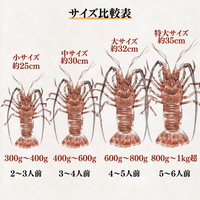 活き 伊勢海老 ＜匹数：1~3尾　量：150〜2100g　目安：1~4.5人前＞