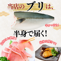 【Ikejime】Yellowtail fillet (half-side, weight: 1.2-1.5kg)