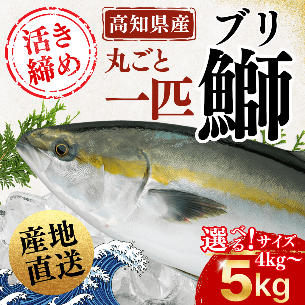[Ikejime / Pre-processed] Yellowtail <Whole fish, Quantity: 4-5kg>