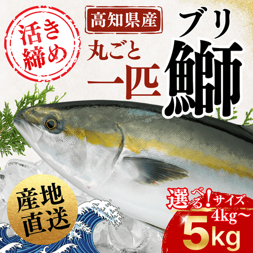 【活〆／下処理対応可能】ブリ ＜一本　量：4～5kg＞