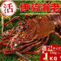 活き 伊勢海老 ＜匹数：1~3尾　量：150〜2100g　目安：1~4.5人前＞