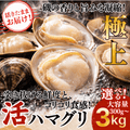 【活き】ハマグリ　＜1枚：40g程＞