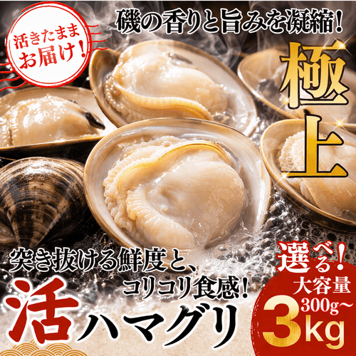【活き】ハマグリ　＜1枚：40g程＞
