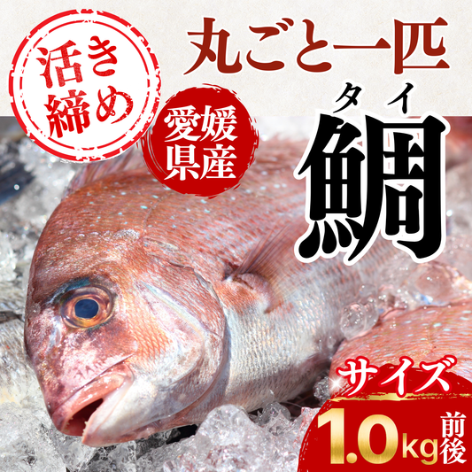 鯛の活き〆 <1kg>　下処理方法選べます