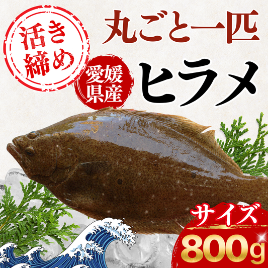 ヒラメ ＜一枚　量：800g＞　下処理方法選べます