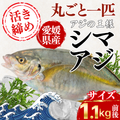 シマアジ ＜一本　量：1.1kg前後＞　下処理方法選べます