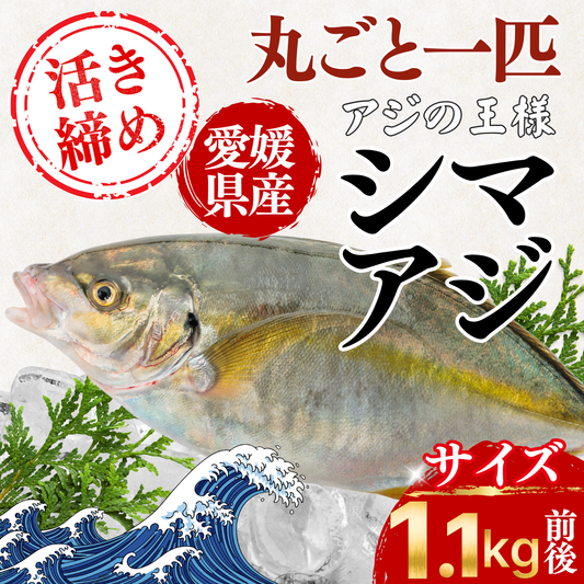 シマアジ ＜一本　量：1.1kg前後＞　下処理方法選べます