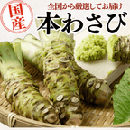 国産 本わさび ＜本数：1~3本　量：40~120g＞