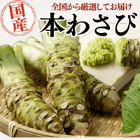 国産 本わさび ＜本数：1~3本　量：40~120g＞