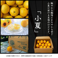 小夏 軽やかな酸味とまろやかな甘さ 箱と果実