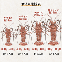訳あり 冷凍 伊勢海老 ＜匹数：1~3尾　量：300g〜2100g　目安：1~4.5人前＞