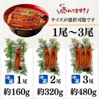 土佐の清流うなぎ 長蒲焼きセット ＜匹数：1~3尾　量：160~480g＞