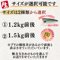 【Ikejime】Yellowtail fillet (half-side, weight: 1.2-1.5kg)