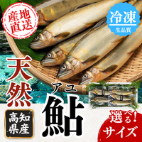 高知県産 天然アユ 冷凍 産地直送 サイズが選べる