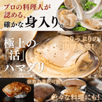 【活き】ハマグリ　＜1枚：40g程＞