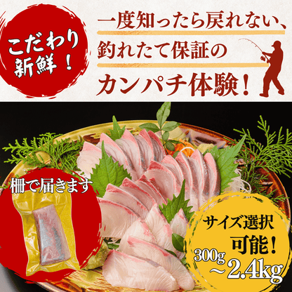 カンパチ ＜刺身1柵　量：300g＞