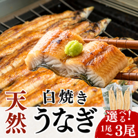 天然うなぎ 白焼き ＜匹数：1~3尾　量：110~480g＞