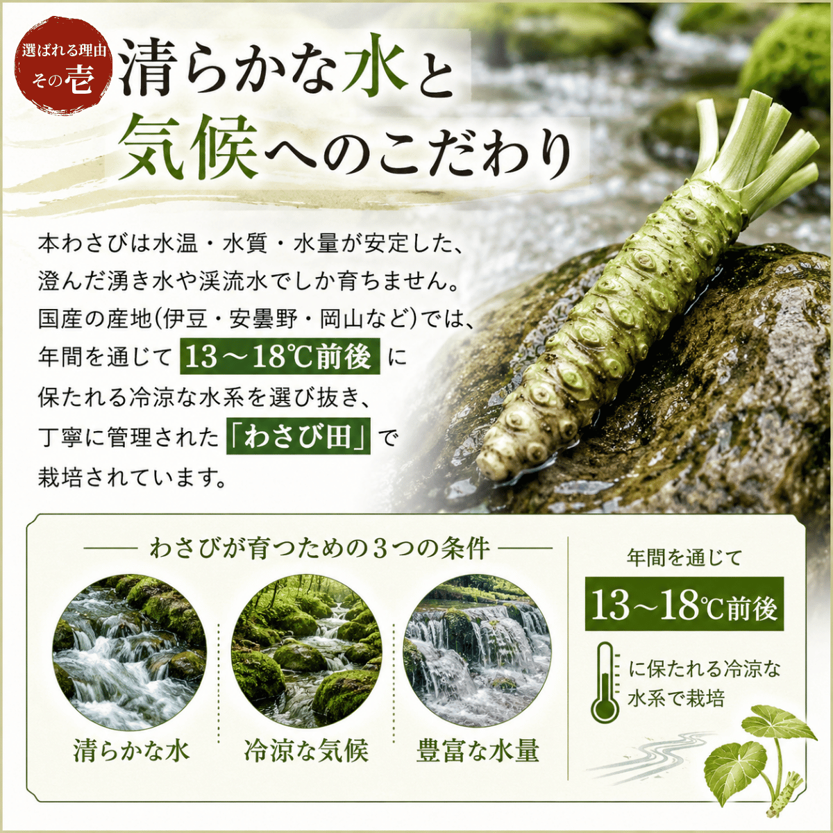 国産 本わさび ＜本数：1~3本　量：40~120g＞