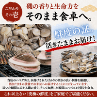 【活き】ハマグリ　＜1枚：40g程＞