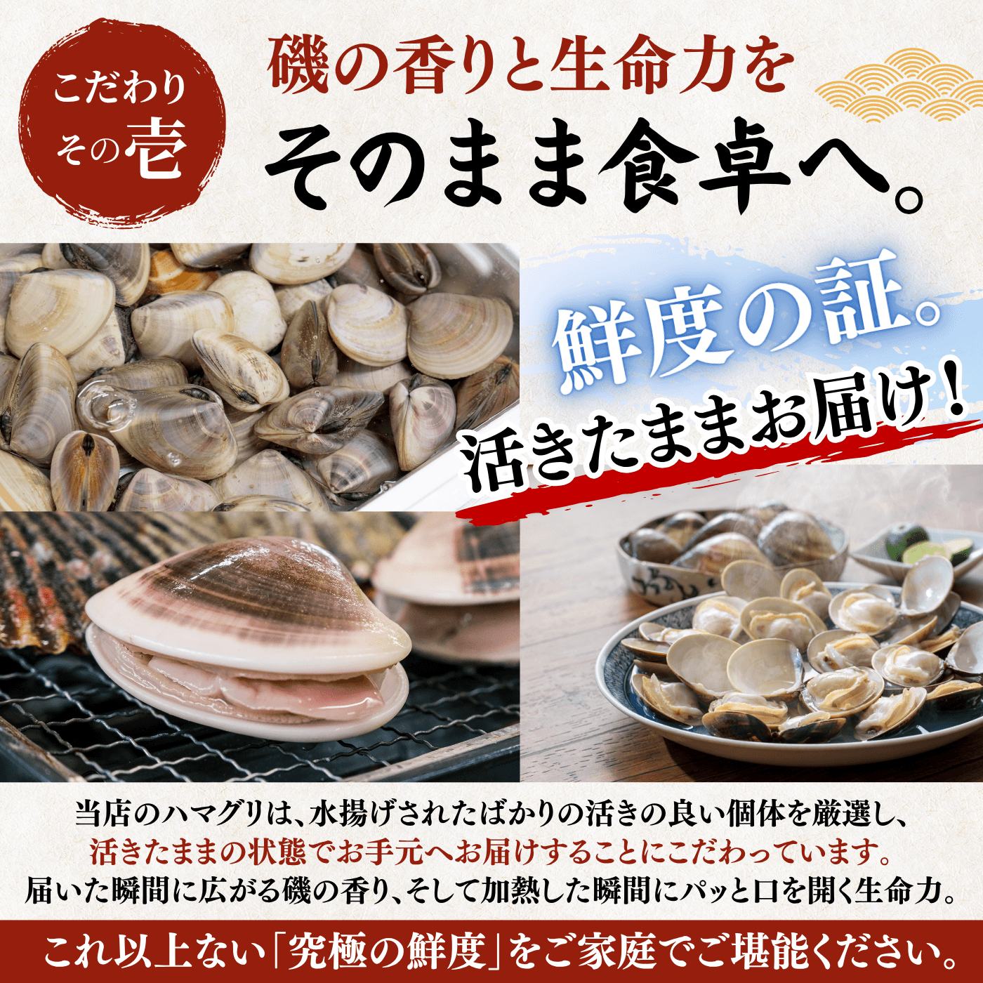 【活き】ハマグリ　＜1枚：40g程＞