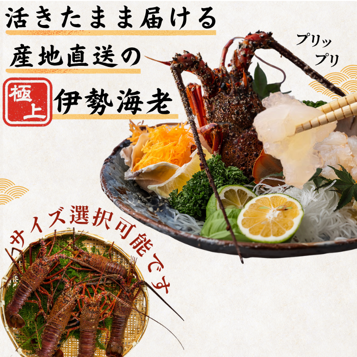 活き 伊勢海老 ＜匹数：1~3尾　量：150〜2100g　目安：1~4.5人前＞