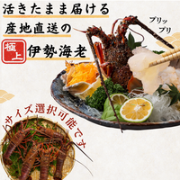 活き 伊勢海老 ＜匹数：1~3尾　量：150〜2100g　目安：1~4.5人前＞
